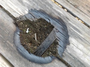 terra-cotta-marshmallow-roaster-fail-after