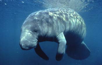 Photo by David Schrichte, who did not think it was a mermaid. It's still really, really cute and it shouldn't have to be endangered.